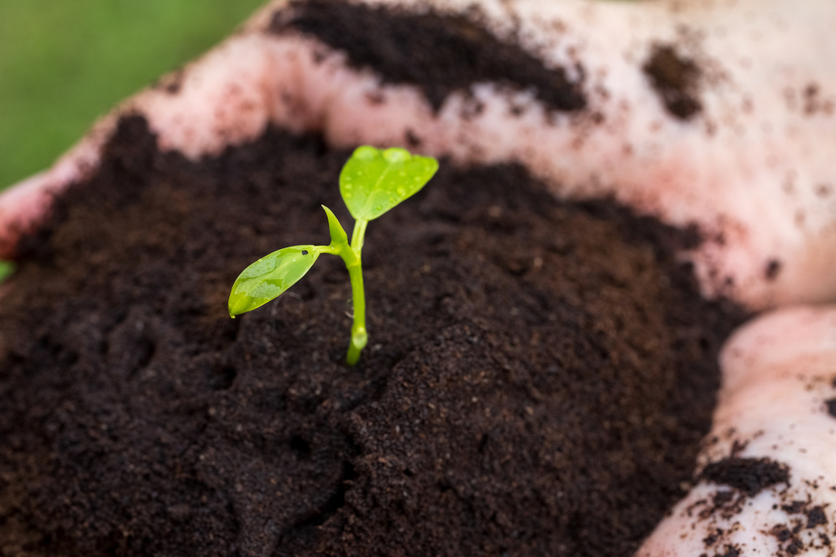 A close-up of a person's cupped hand, full of coffee grounds with a small plant growing in it