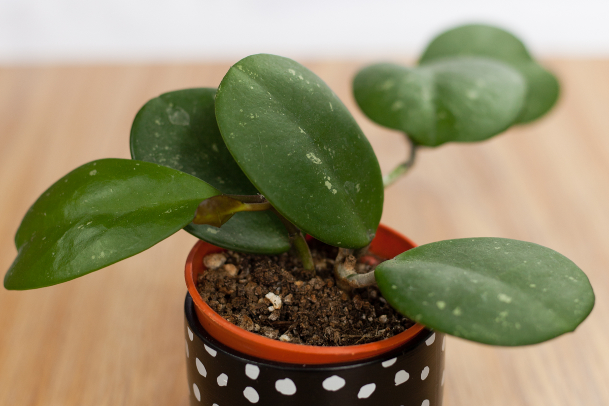 Hoya obovata leaves