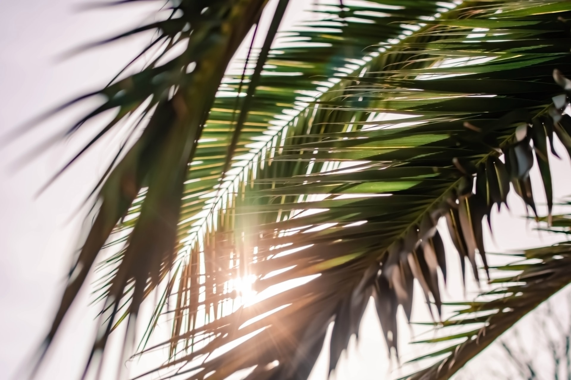palm leaves