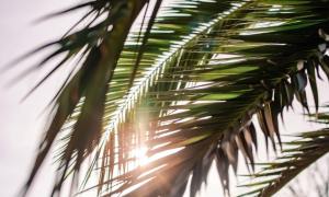 palm leaves