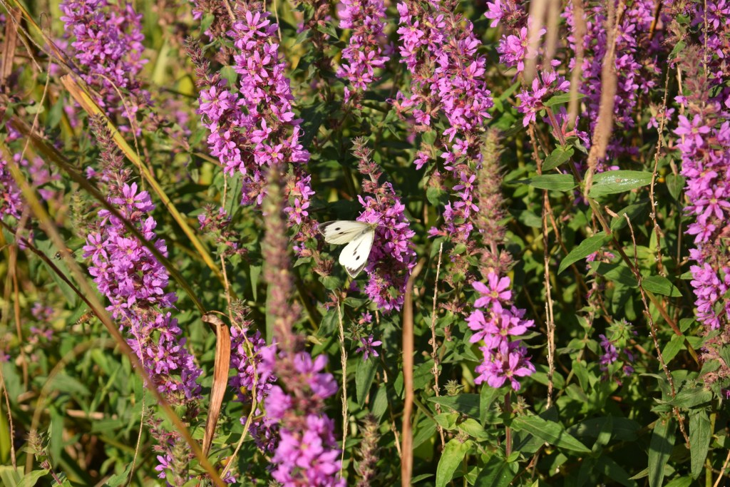 Amorpha canescens with a Pieris brassicae