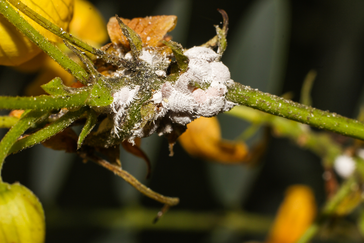 Damage caused by mealybugs