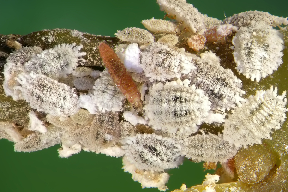Mealybug infestation
