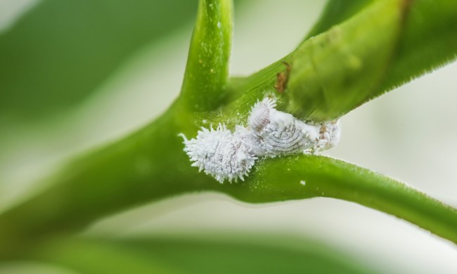 Mealybugs clustered on stems