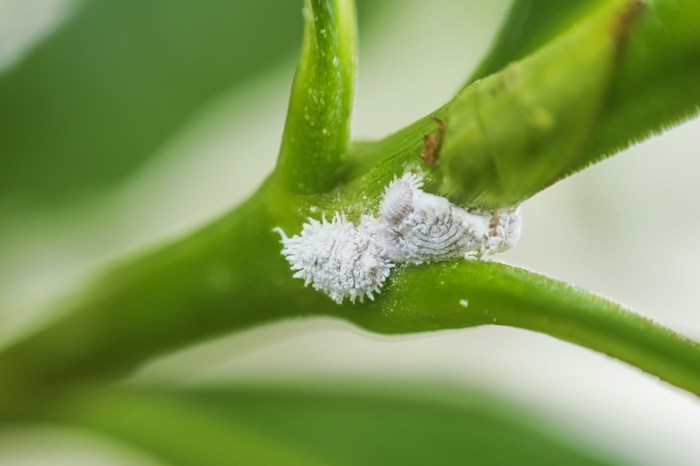 Mealybugs clustered on stems