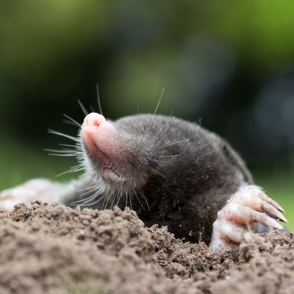 A mole in a tunnel exit