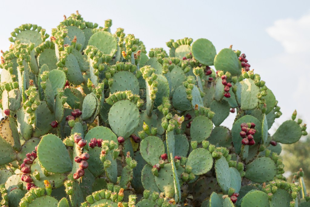 An Opuntia stricta cactus