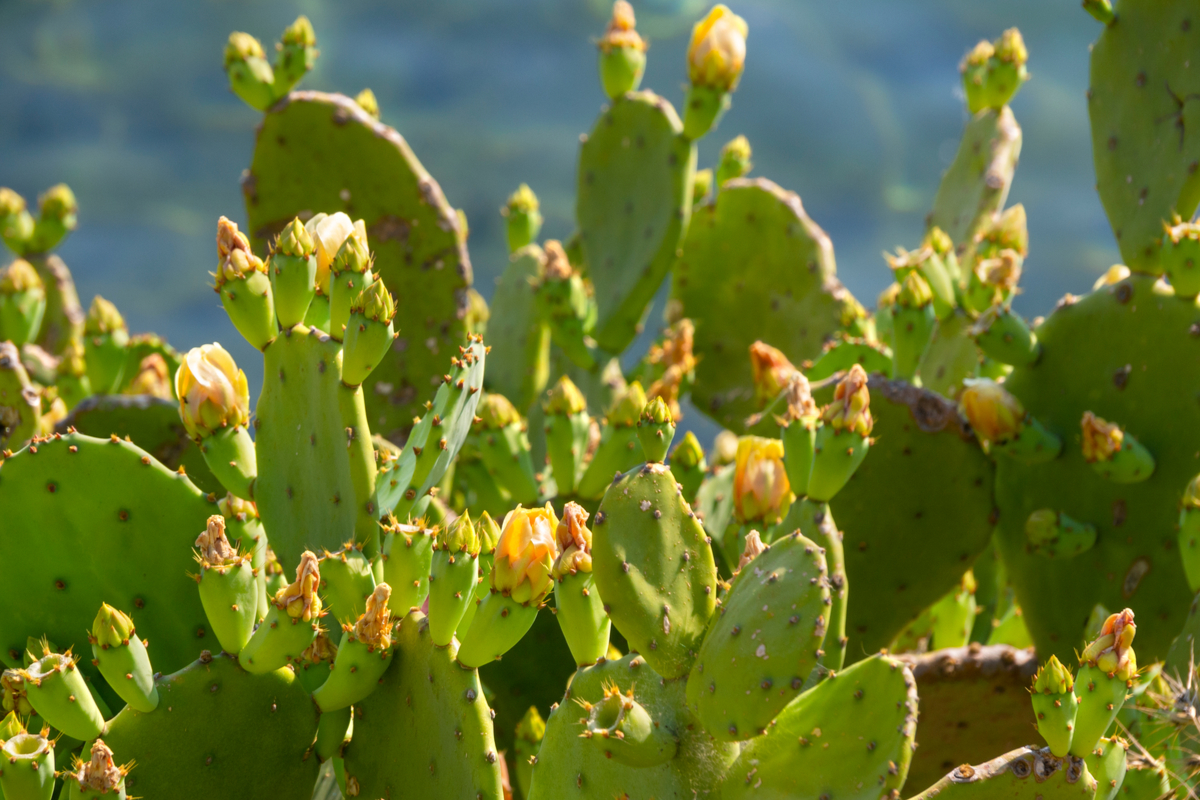 Opuntia stricta flowers