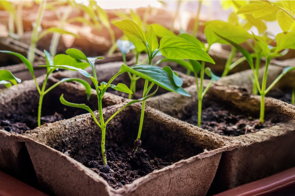 A tray of pepper seedlings in biodegradable pots