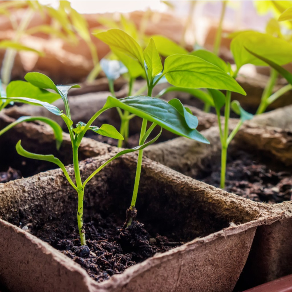 A tray of pepper seedlings in biodegradable pots