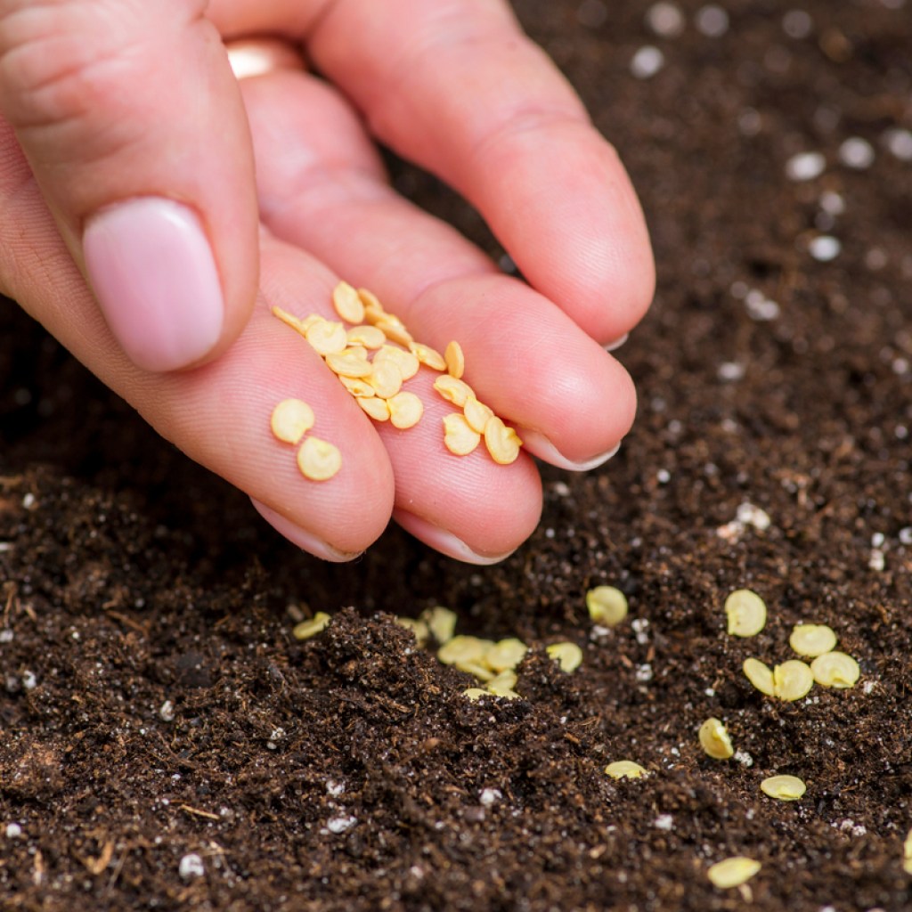 A hand placing pepper seeds in soil