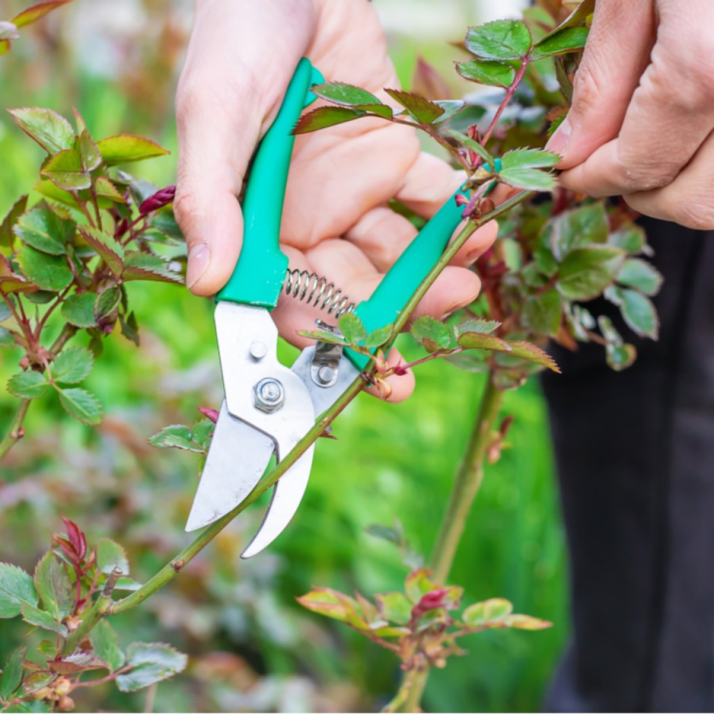 A person pruning a small rose bush