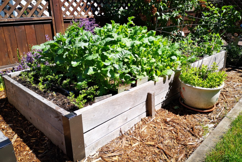 Raised garden beds with vegetable plants growing in them
