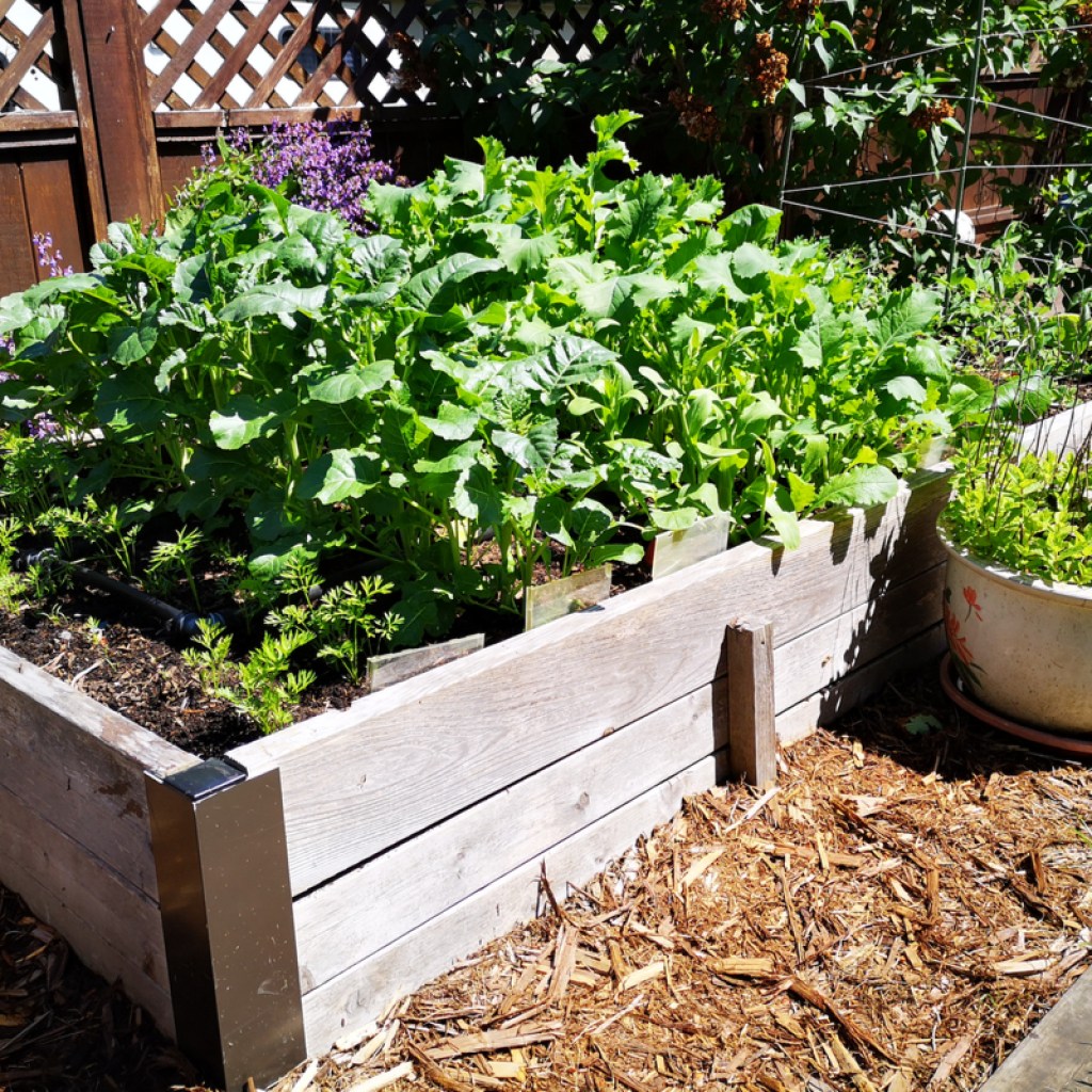 Raised garden beds with vegetable plants growing in them