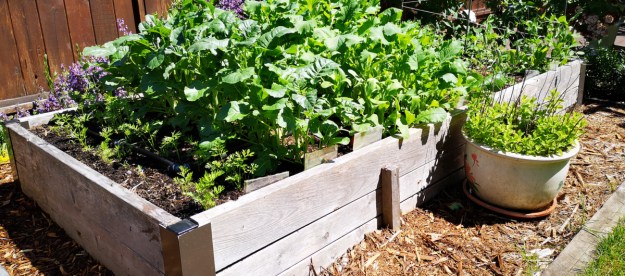 Raised garden beds with vegetable plants growing in them