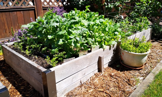 Raised garden beds with vegetable plants growing in them