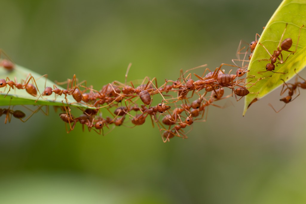 A bridge of red ants
