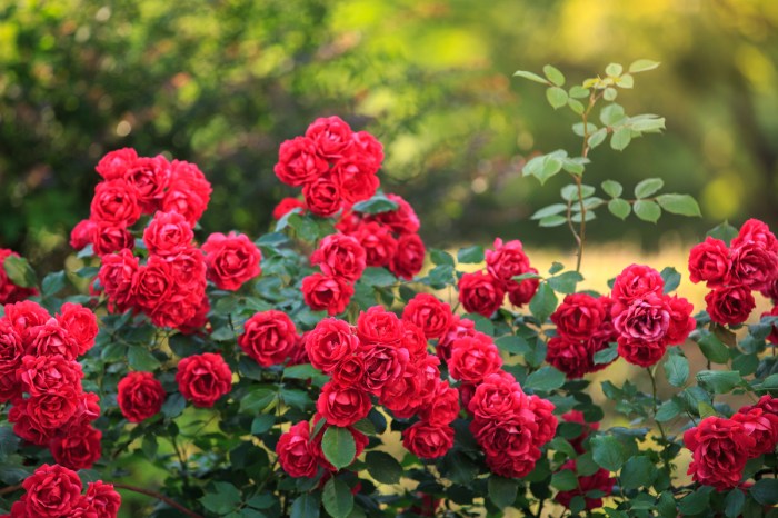 A rose bush full of red roses