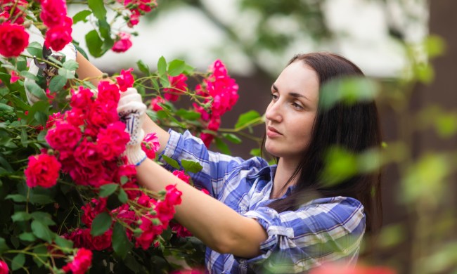 Person cutting roses in garden