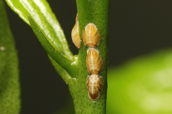 Scale insects on a stem