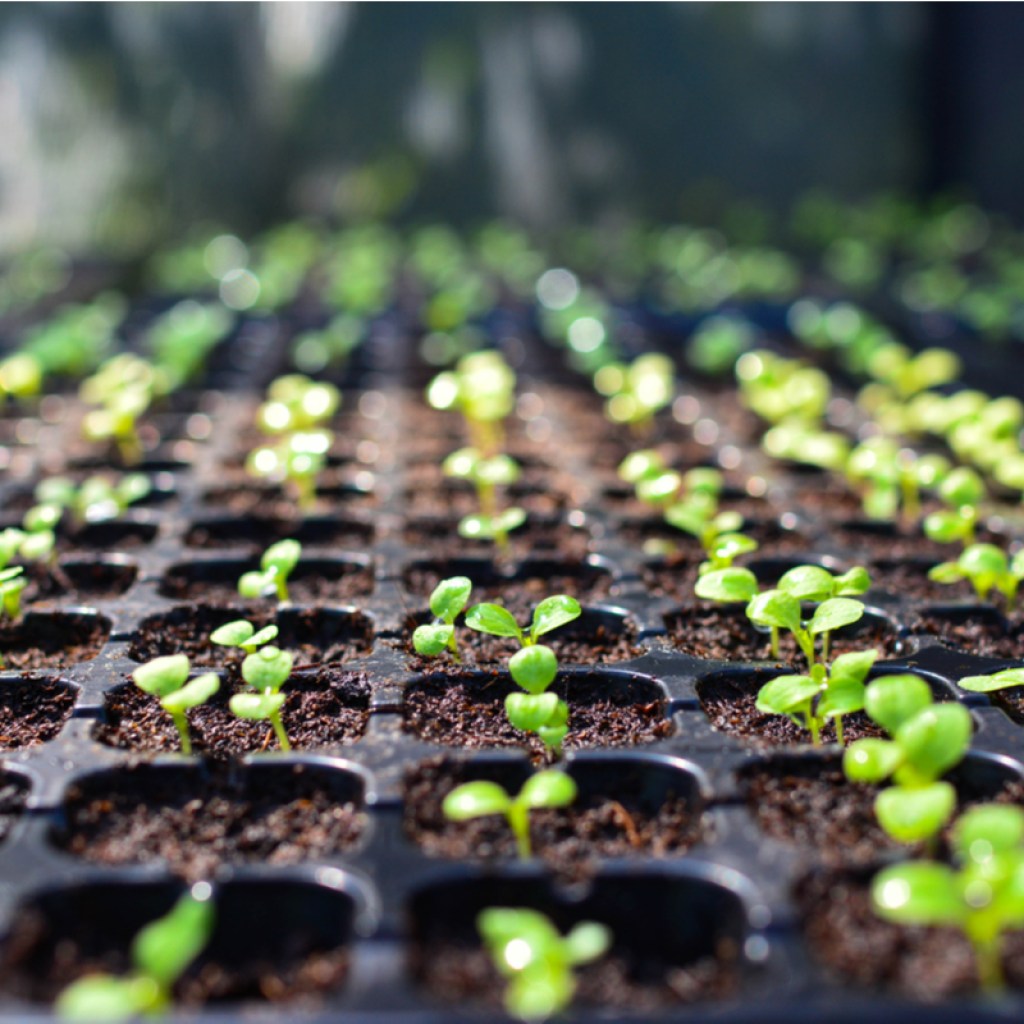 Seed starters
