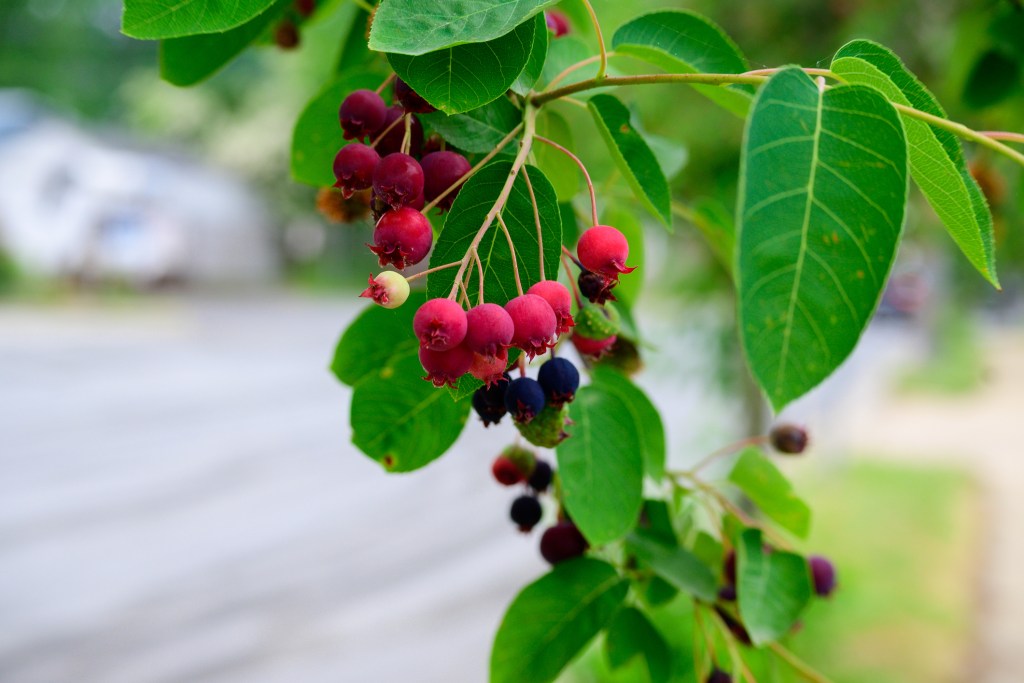 Serviceberry plant