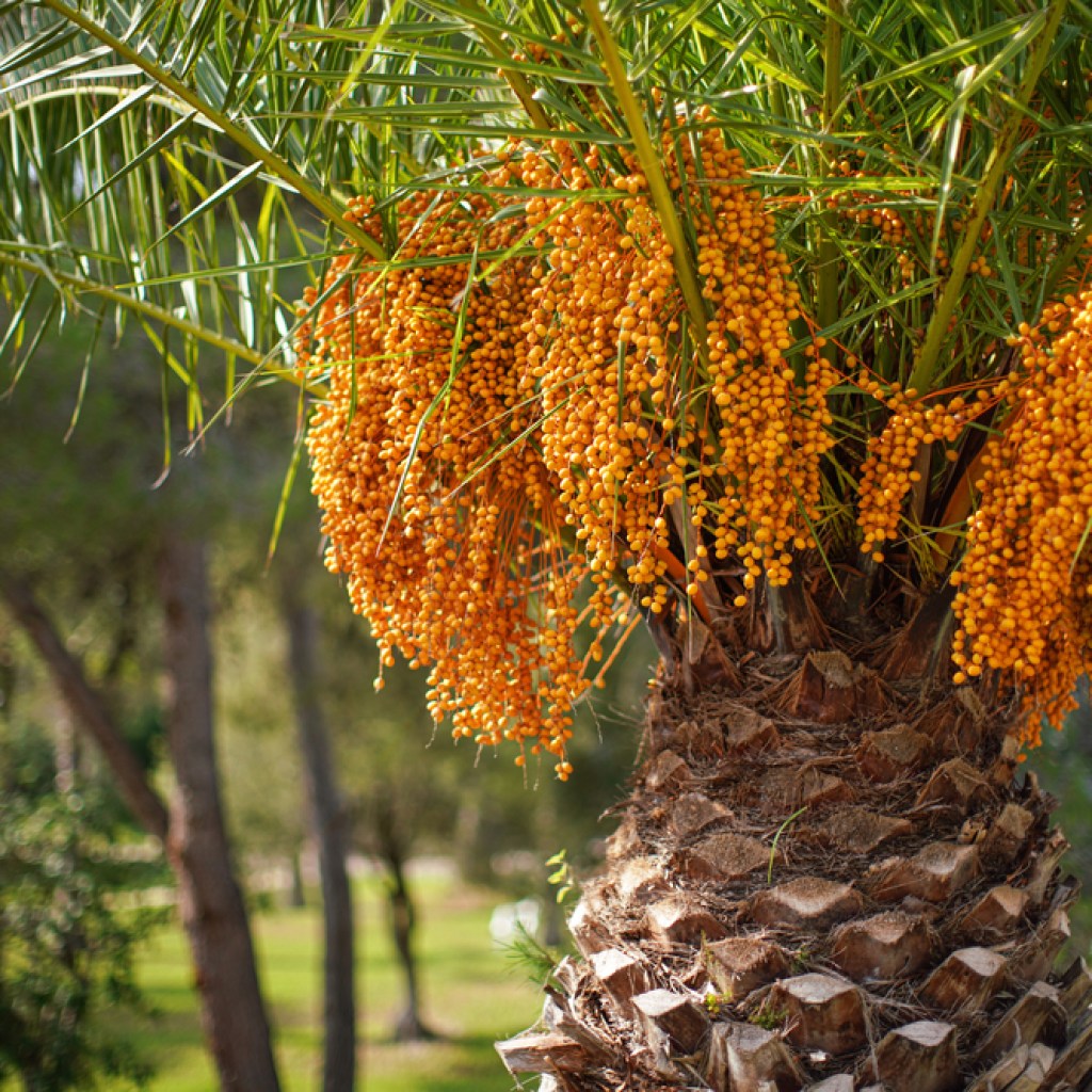 butia capitata with fruit