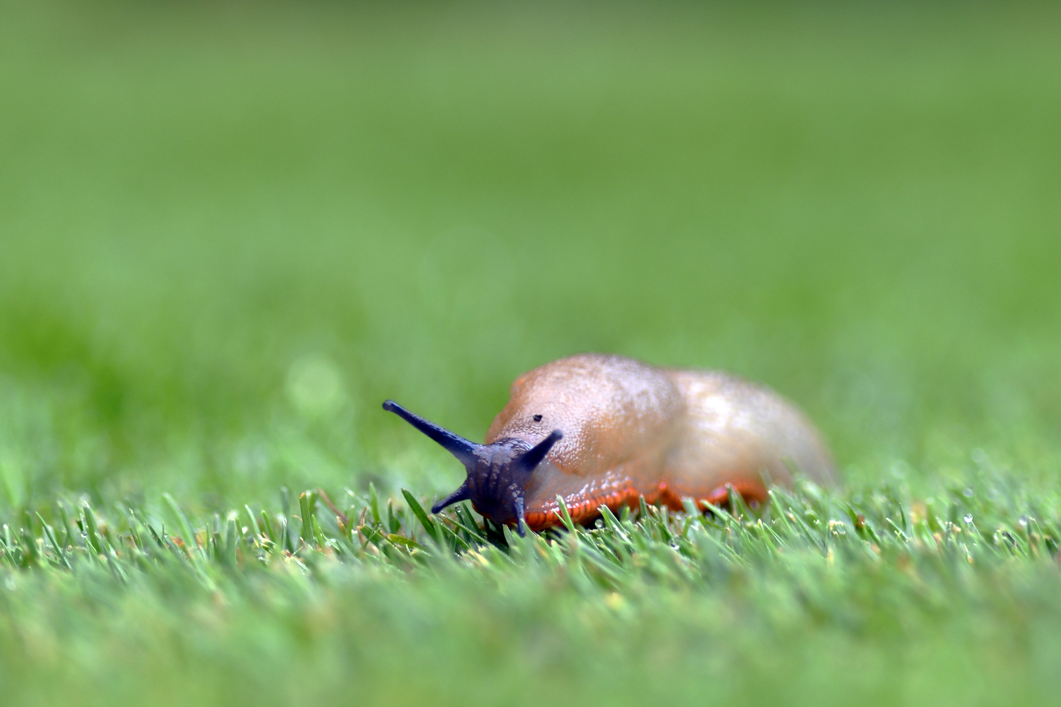Slug in grass