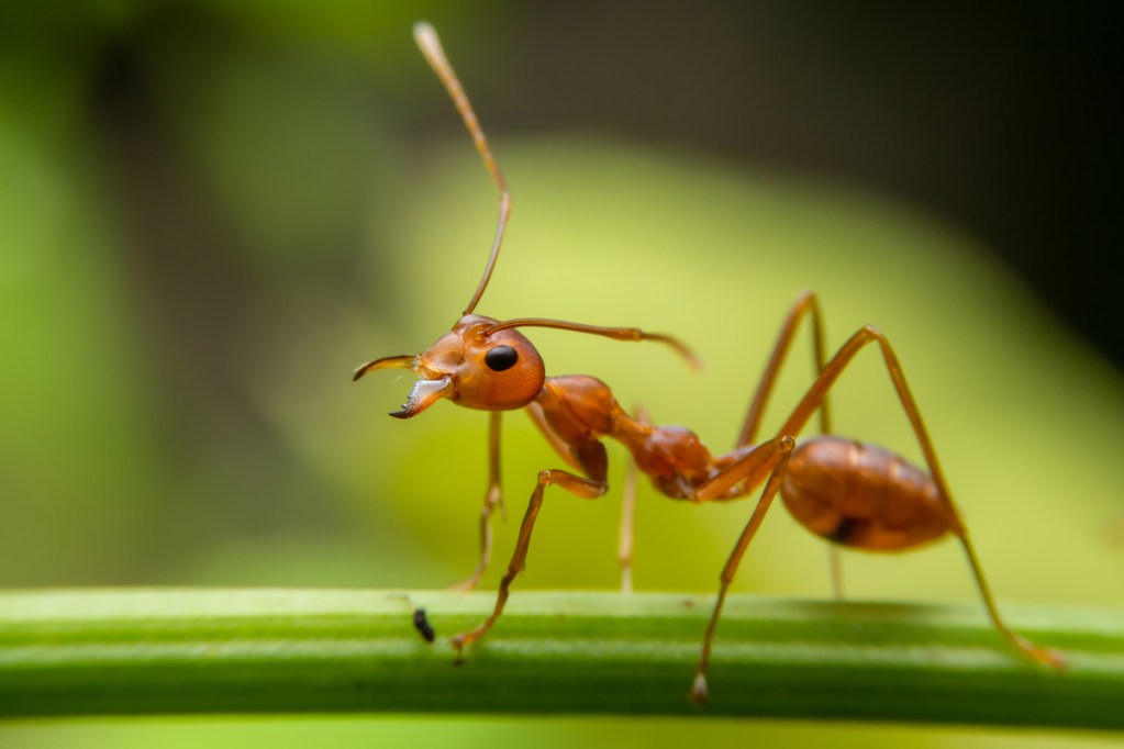 A small red ant