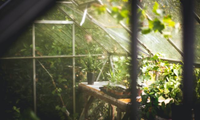greenhouse