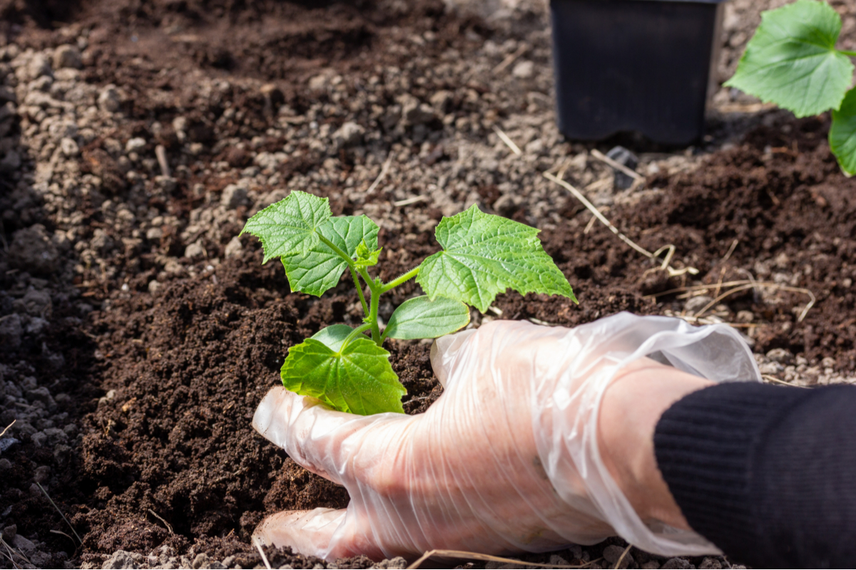 A person wearing clear plastic gloves transplanting a cucumber seedling into a garden