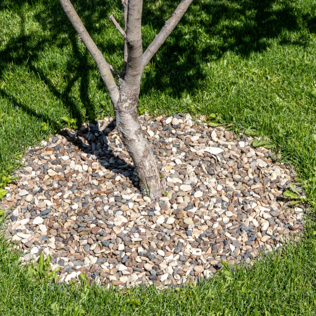 A young tree surrounded by gravel mulch