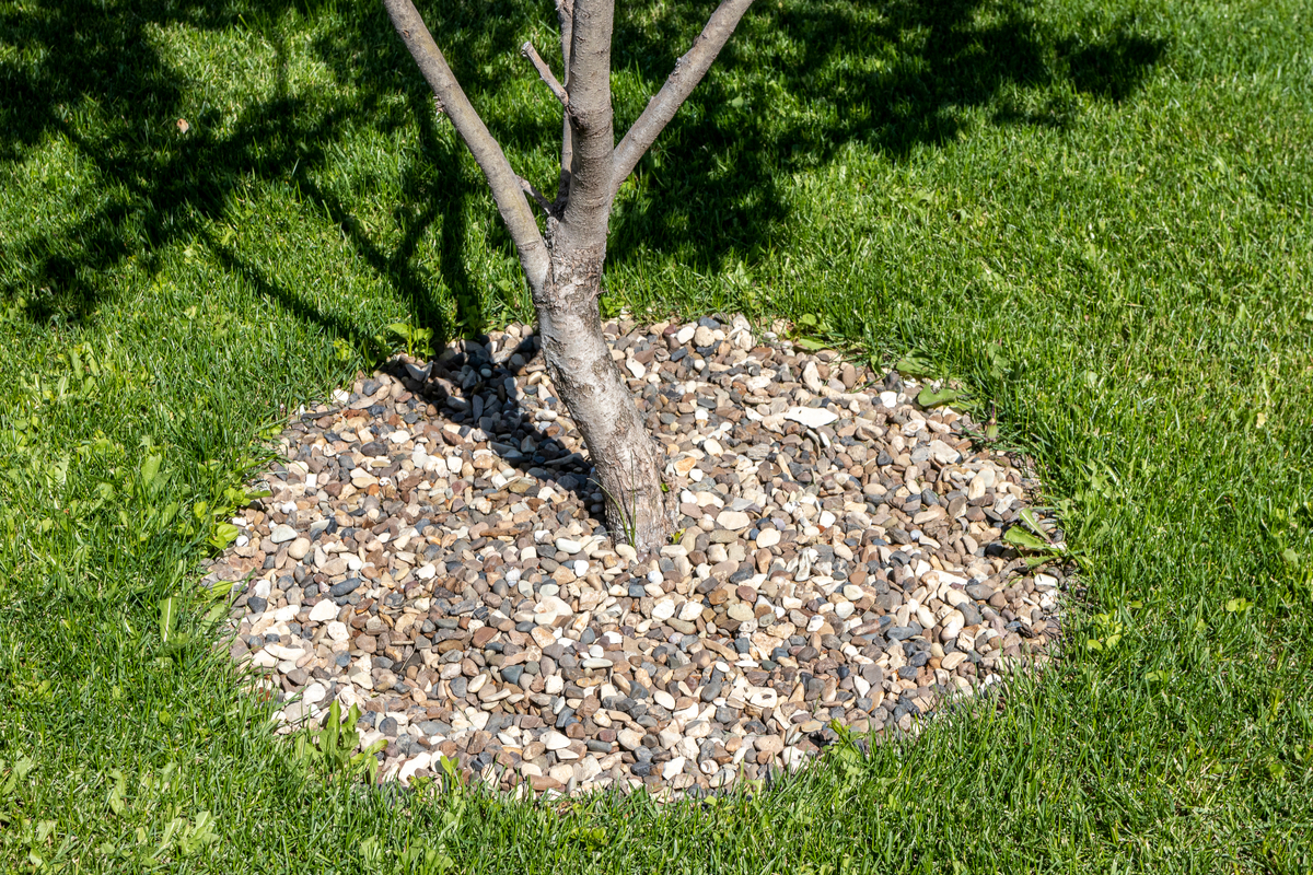 A young tree surrounded by gravel mulch
