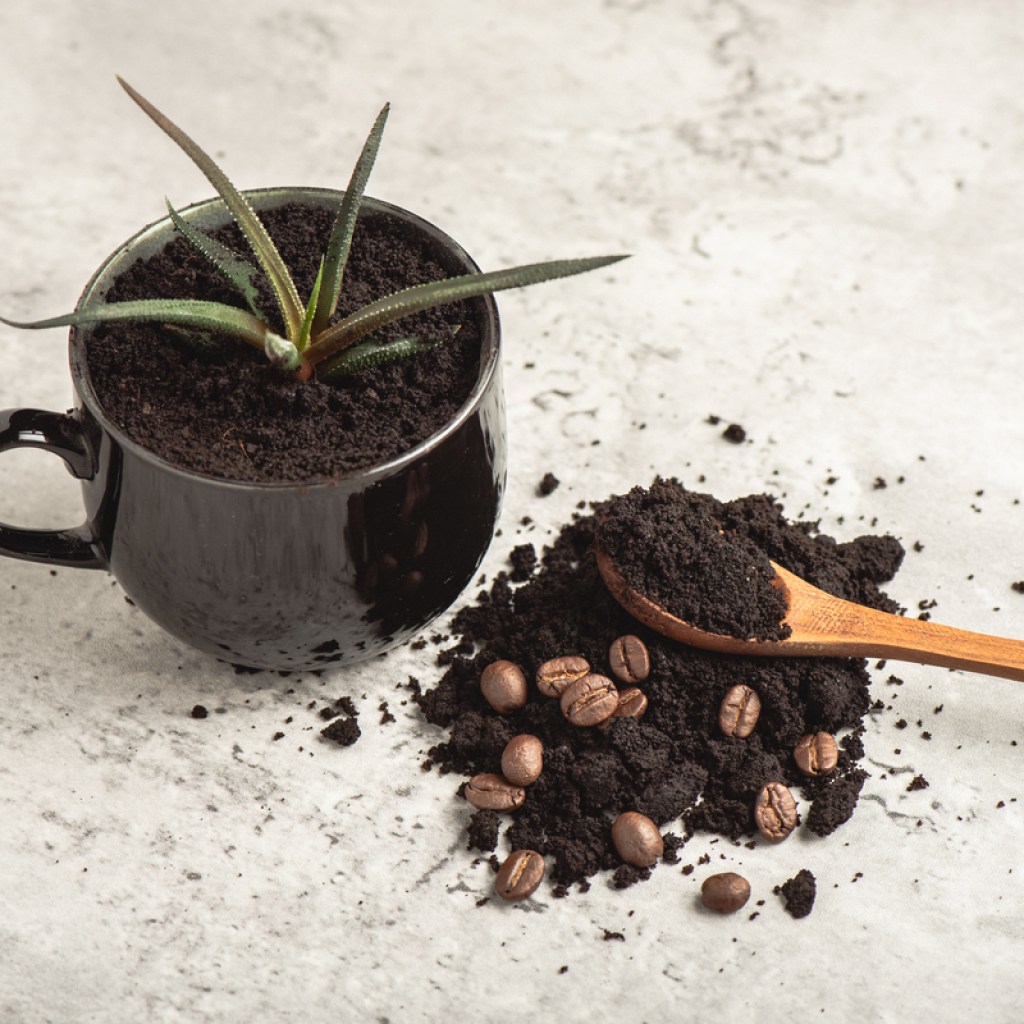 A succulent planted in a silver mug next to a pile of coffee grounds and coffee beans with a spoon on top
