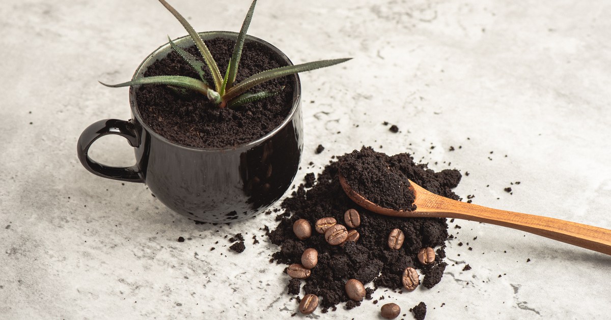 Find Out the Benefits of Using Coffee Grounds in Your Garden HappySprout