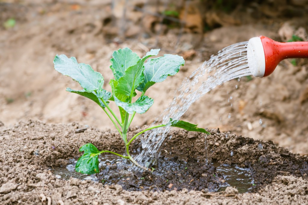 A small collard seedling being watered with a red watering can