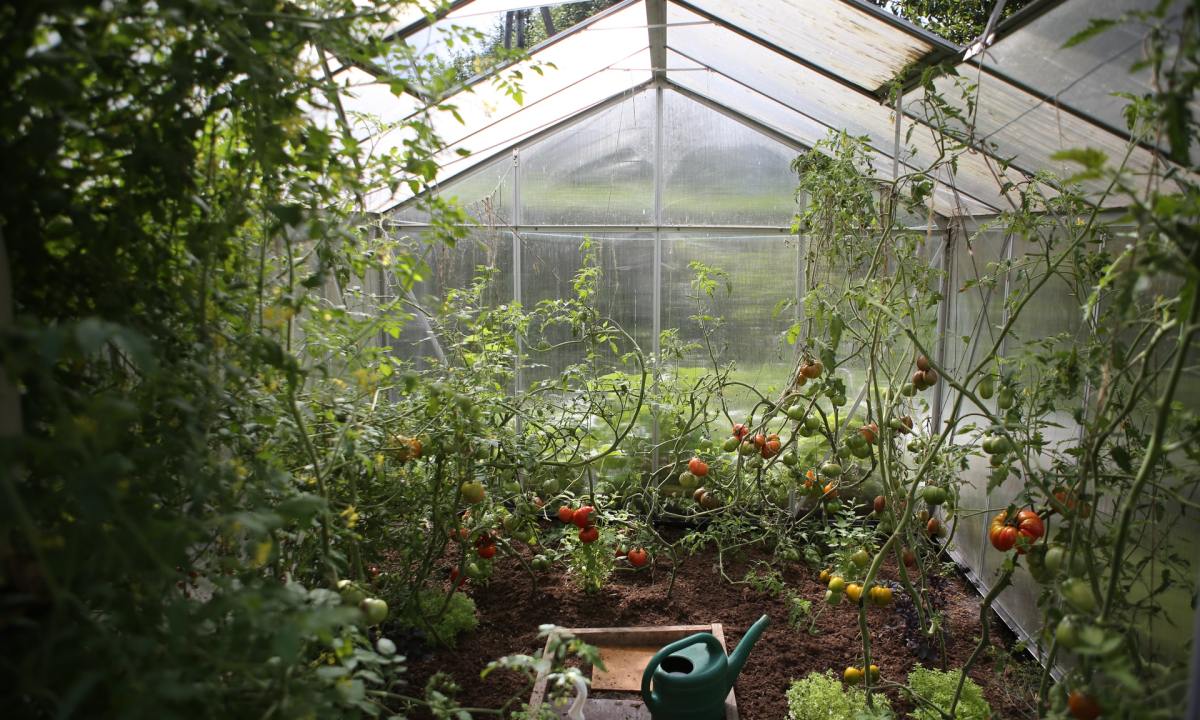 plants growing in greenhouse