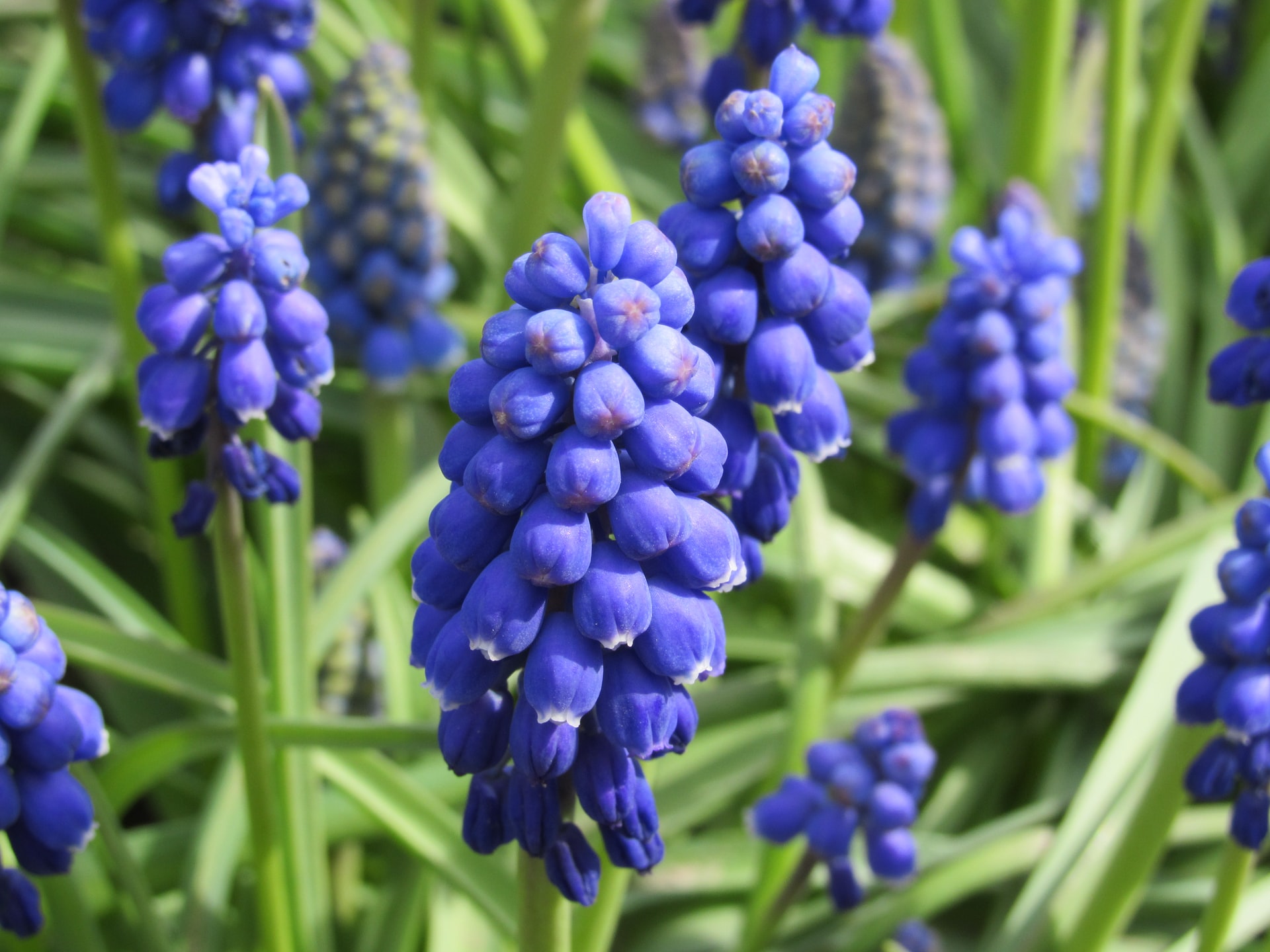 Top 10+ Perennial Plants For Zone 7a