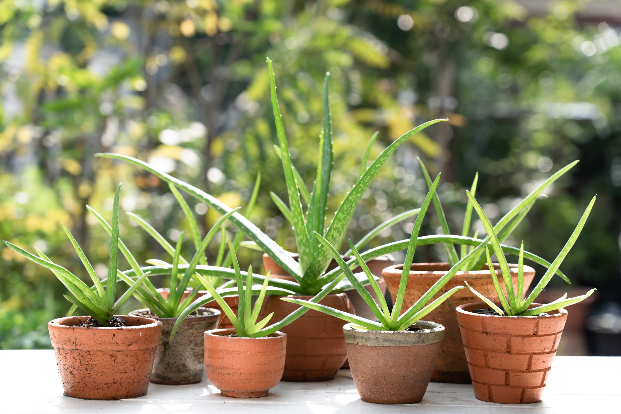 Top 10+ Propagate Aloe Vera Without Roots