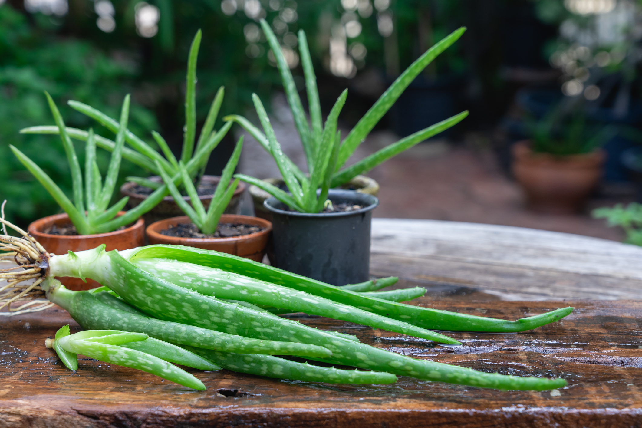 hun Uitgaan Grens Tips on How to Care for Aloe Vera Plants in Your Home | HappySprout