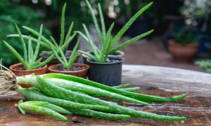 Aloe vera pups