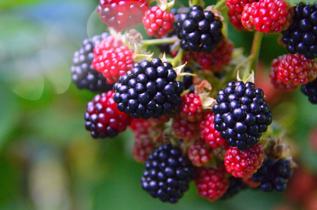 Blackberries ripening on the bush