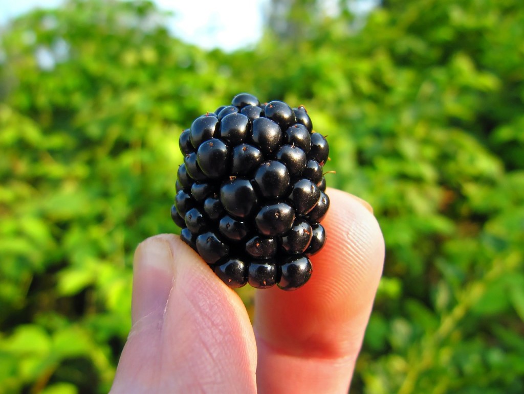 planting blackberries blackberry in hand