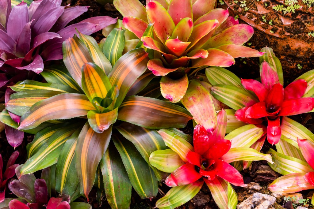 Variegated bromeliads