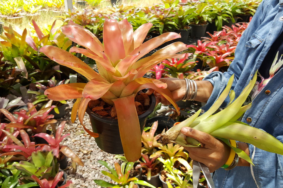 Bromeliad pups