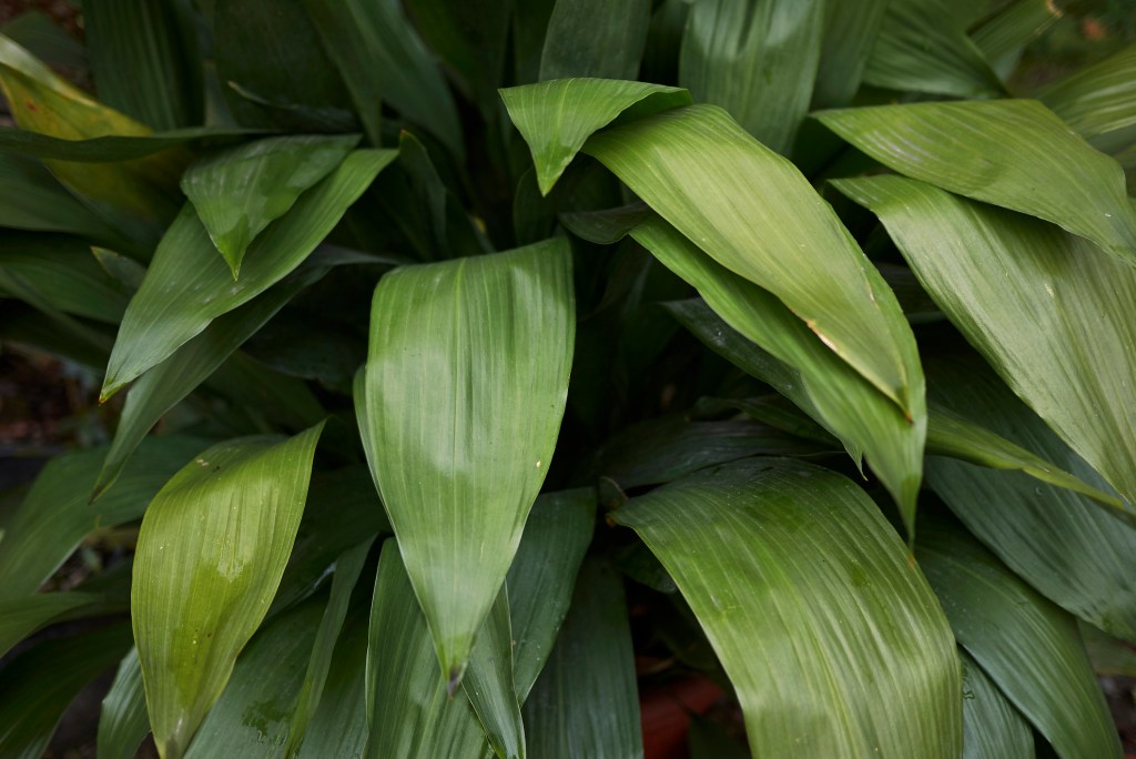 Cast iron plant