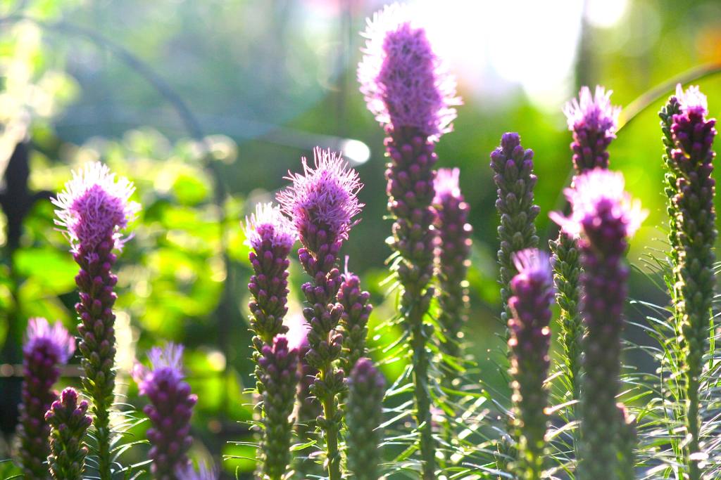 Liatris spicata blooms