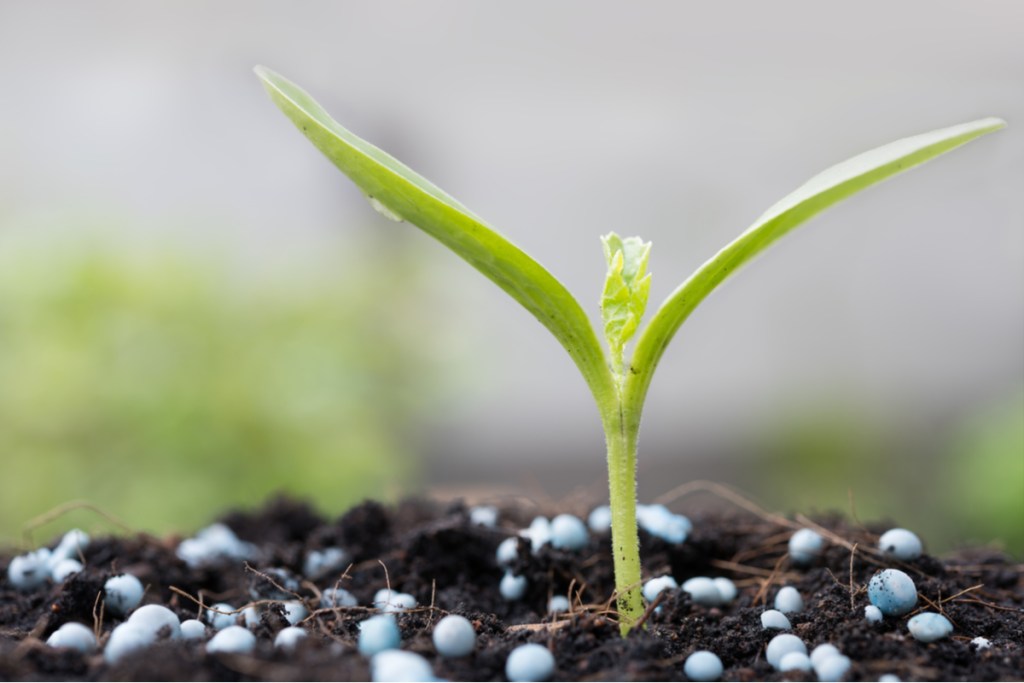 A fertilized seedling