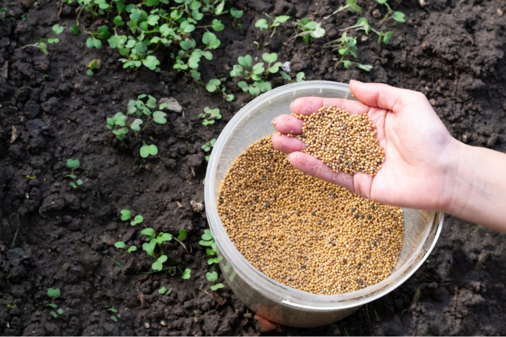 A bucket of granular fertilizer