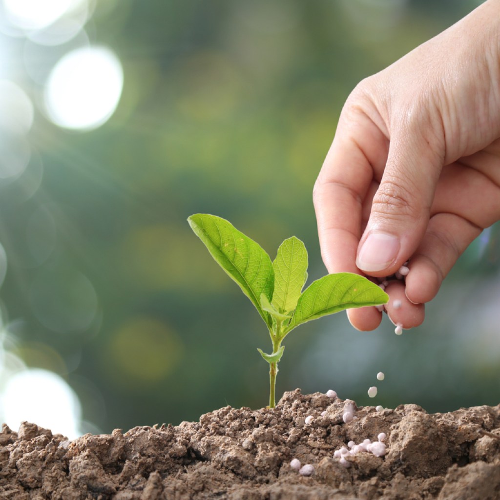 A gardener fertilizing a young plant